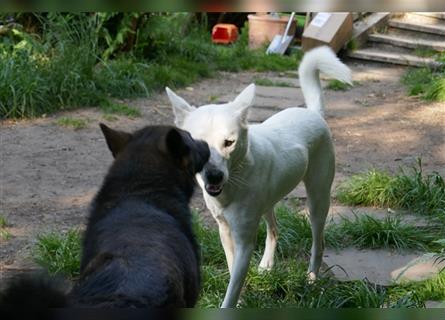 Antikes Erbe Canaan Dog / Kanaan Hund-Welpen mit Papieren und health-reports