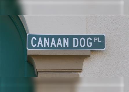 Canaan Dog - Kanaan Hund (Urhundtyp)