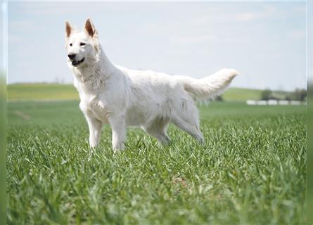 Wunderschöne Weiße Schäferhund Welpen abzugeben