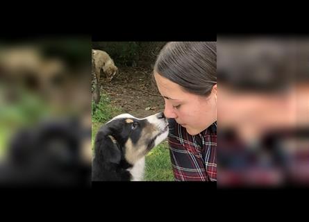 Australian Shepherd Welpen ASCA , in allen Farben