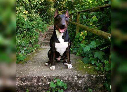 Exzellenter Deckrüde - Garant für gesunde, wunderschöne Miniatur Bullterrier Welpen!