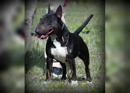 Exzellenter Deckrüde - Garant für gesunde, wunderschöne Miniatur Bullterrier Welpen!