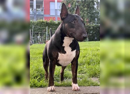 Exzellenter Deckrüde - Garant für gesunde, wunderschöne Miniatur Bullterrier Welpen!