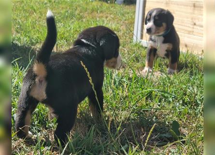 Entlebucher Sennenhund Welpen mit Papieren für Anfang 2023