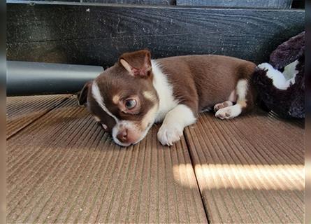 3 süße mini Chihuahuas abzugeben