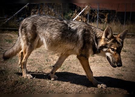 *** Wolfhunde Welpen ***