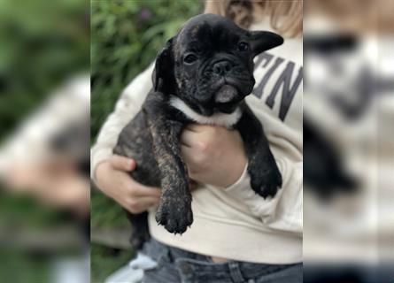 Französische Bulldogge Welpe 1 Junge noch frei Abgabe bereit