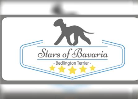 Bedlington Terrier Wurfankündigung