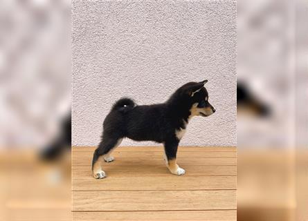 Beautiful Shiba Inu puppy