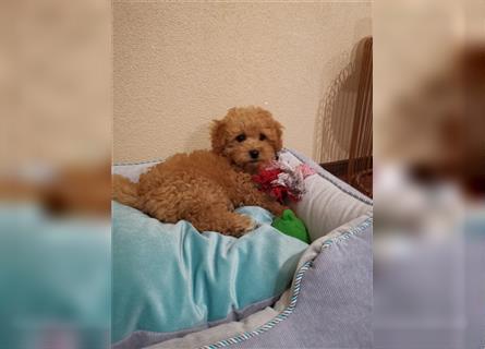 Deckrüde Teddy, Maltipoo 12 Monate alt