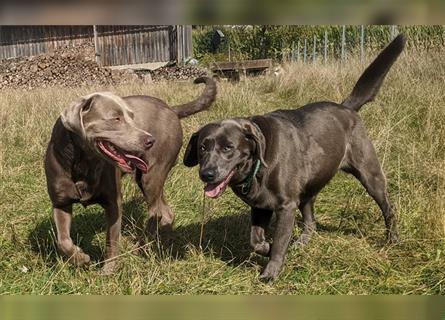 Silber & Charcoal Labrador Welpen / Reservierung