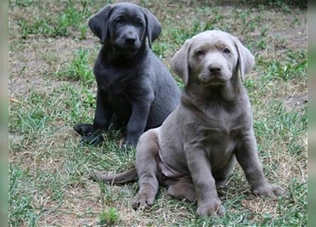 Silber & Charcoal Labrador Welpen / Reservierung