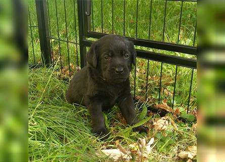 wie viel kostet ein labrador