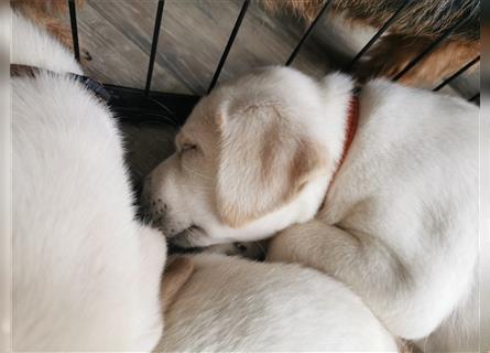 reinrassige schneeweiße Labrador Welpen aus reiner kontrollierter Hausaufzucht