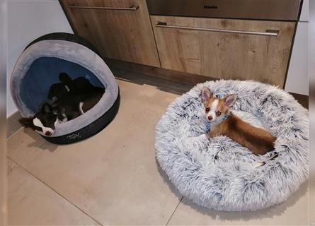 Chihuahua sucht liebes zu Hause