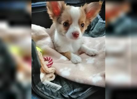 Chihuahua sucht liebes zu Hause