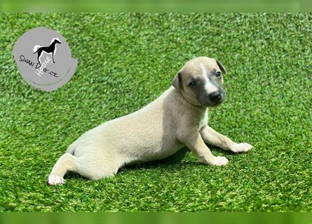 Whippet puppies with pedigree