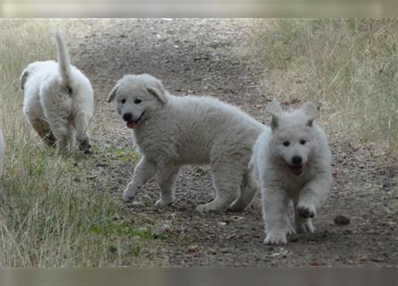 Wunderschöne Kuvasz Welpen, männlich & weiblich; rassige edle Ungarische Hirtenhunde;