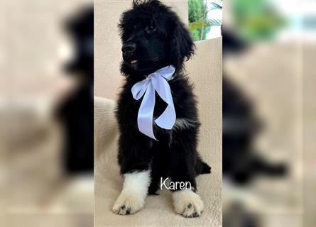 Portugiesischen Wasserhund ist verfügbar _ Karen