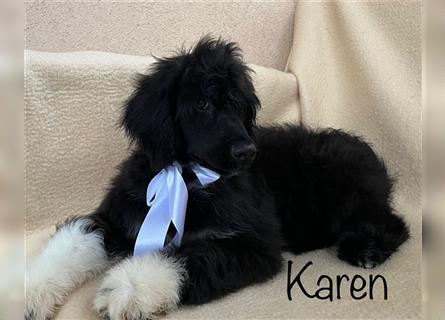 Portugiesischen Wasserhund ist verfügbar _ Karen
