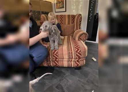 2 Bedlington Terrier Rüden 16 Wochen  suchen dringend ein Zuhause