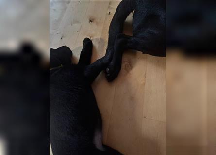 Labradorwelpen  Schwarz, entwurmt, gechipt, geimpft