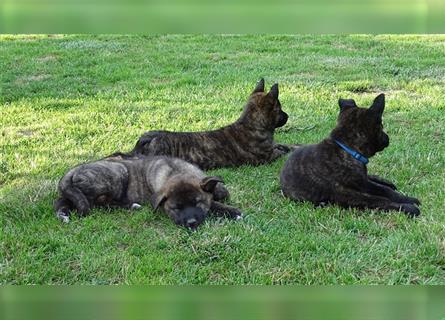 NOCH 3 Welpen Familienhund Schäferhund Herder Mischling