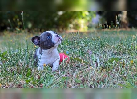 Boston Terrier Welpen mit viel Nase und Ahnentafel