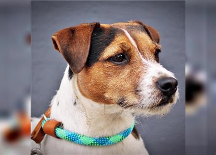 Jack Russel Terrier Welpen -langbeinig