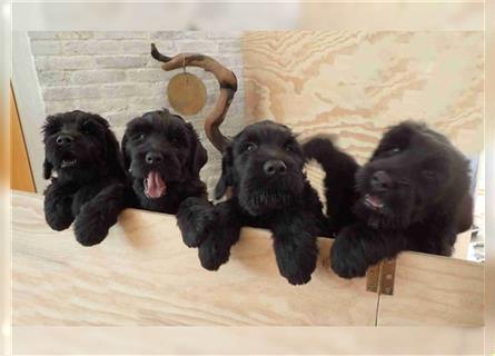 Russischer Schwarzer Terrier Welpen aus bester Verpaarung, geboren 27.Aug.22