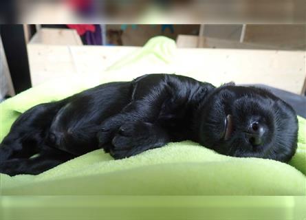 Russischer Schwarzer Terrier Welpen aus bester Verpaarung, geboren 27.Aug.22