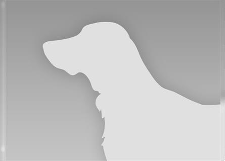 Kanaan-Hund-Welpen/Urhund-Welpen (Canaan Dog puppies)