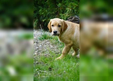 Medium Labradore 4 Monate Stammbaum Stubenrein Vorerzogen zur Abgabe
