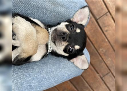 Chihuahua Rüde 6 Monate alt