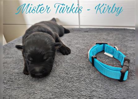 Mister Türkis - Kirby (Frei) ♂️