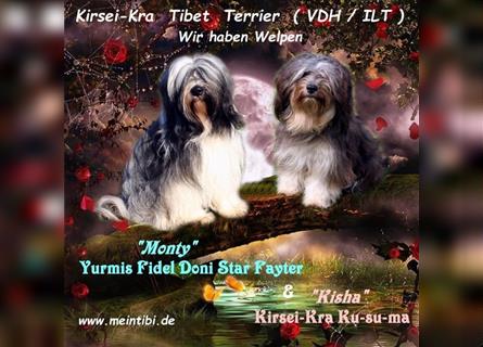 Kirsei-Kra Tibet Terrier Welpen ( VDH / ILT )