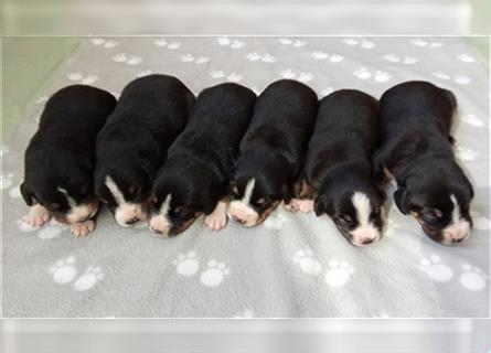 Wurfankündigung Juni '23: Entlebucher Sennenhund-Welpen "vom Zwergenstübchen" mit Ahnentafel