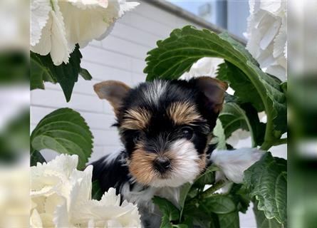 Biewer Yorkshire Terrier