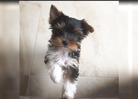 Biewer Yorkshire Terrier