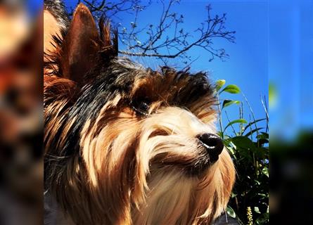 Biewer Yorkshire Terrier