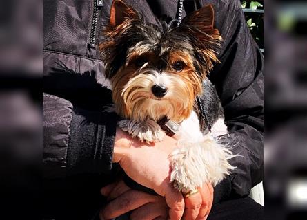 Biewer Yorkshire Terrier