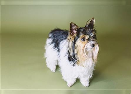 Biewer Yorkshire Terrier