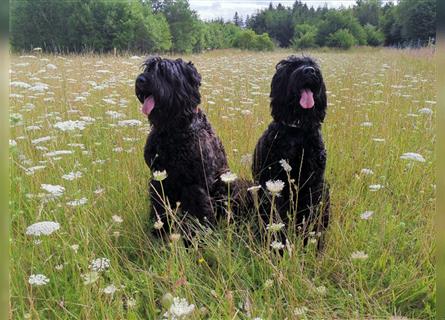 Bezaubernde Schwarze Russische Terrier Welpen, geb. 27.8.22