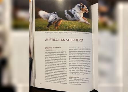 Australian Shepherd Welpen