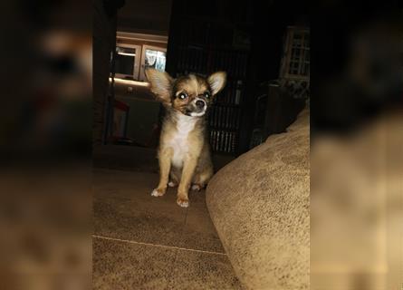 Chihuahua Welpe Hündin