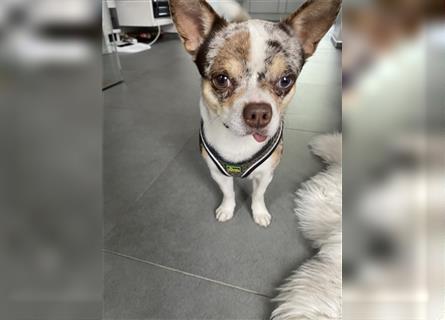 Chihuahua Rüde reinrassig