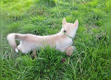 Welpen Siberian Husky Welpen Auszugsfertig gechippt gechippt entwurmt