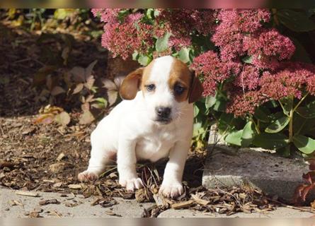 Bildschöne Parson Jack Russell Terrier