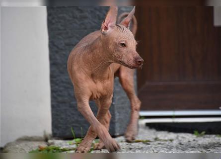 Mini Peruaner peruanischer Nackthund