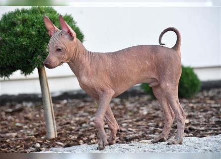 Mini Peruaner peruanischer Nackthund